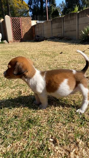 2 Jack Russels puppies for sale.