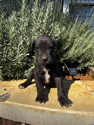 8 week old Great Dane male