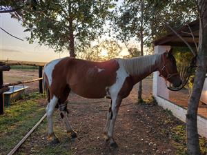 Stunning Pinto mare for sale 