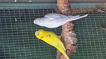 Courful budgies for sale