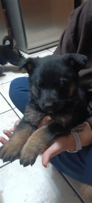 German shepherd pups for sale