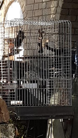 Parrot cage on wheels easily cleanable