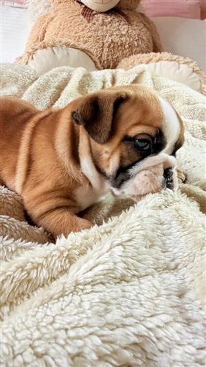 Stunning English bulldog puppies available