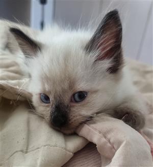 Ragdoll Siamese Kittens 