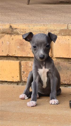 Beautiful pure bred Italian Greyhound puppies for sale 