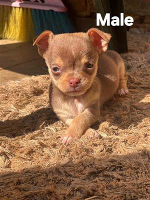  Chihuahua puppies