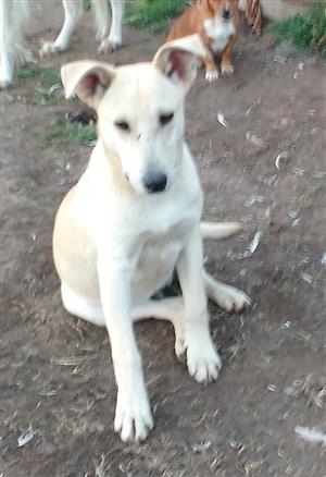 Labrador x White Shepherd 