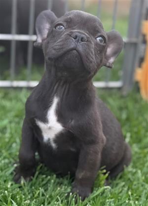 Beautiful French bulldog puppies available 