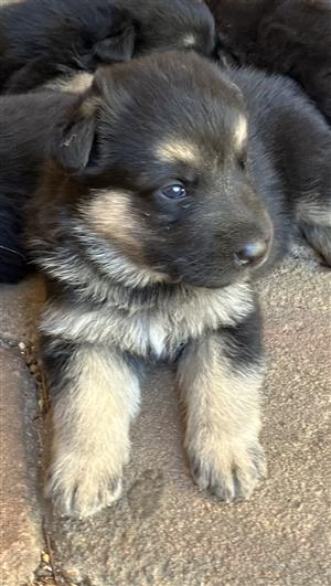 Pure Breed German Shepherd puppies 