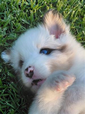 Australian Shepherds 