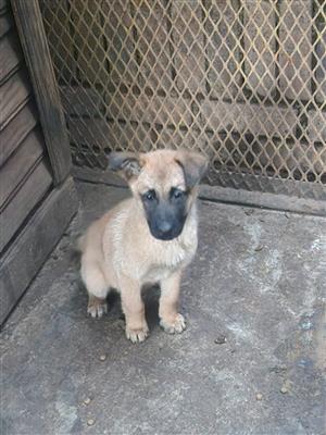 Belgian Malinois Puppy .