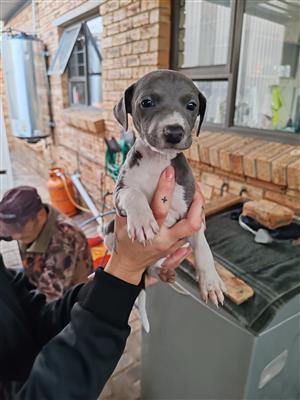 Italian Greyhound Puppies