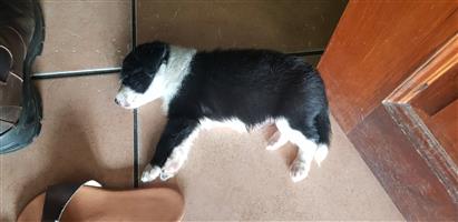 Dogs And Puppies In Kwazulu Natal Junk Mail