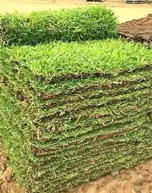 Kikuyu Lawn We Deliver And Install WhatsApp Us For Orders.