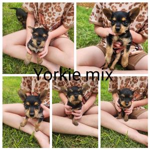 Yorkie Min Pin puppies for sale