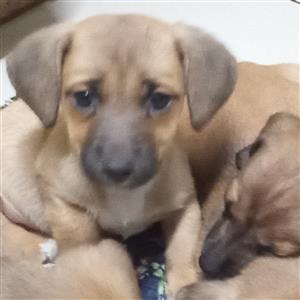 Short legged dachund puppies.