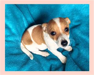 Jack Russel 