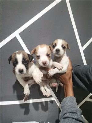 Purebred minature  jack Russell puppies 