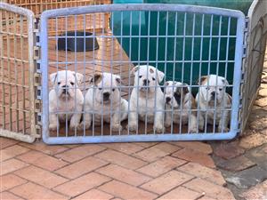 Gorgeous English bulldog puppies available