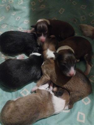 Rough / Lassie type collie puppies 