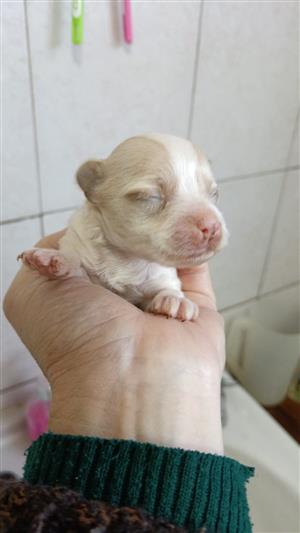 Pure bred Yorkies