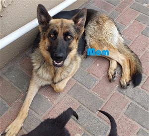 German Shepherd Puppies for sale