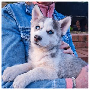 Purebred Siberian Husky Pups 