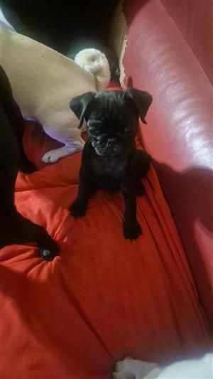 Pug puppy