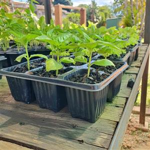 Vegetable and Herb Seedlings 