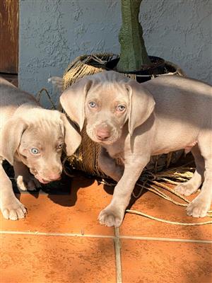 Weimaraner Puppies