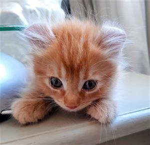 Kittens - pedigreed, registered American Curl kittens, vet checked, vaccinated 