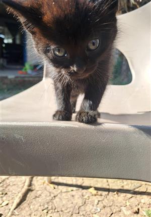 Lovable baby kittens for sale 
