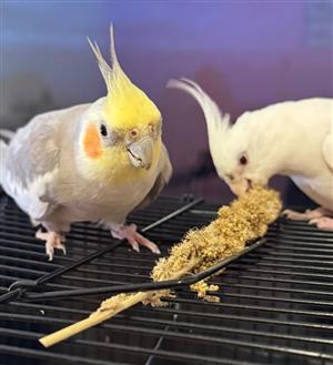 Pair of cockatiels