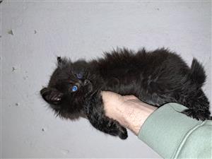 Kittens 