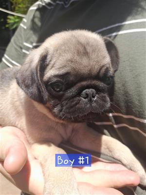 3 adorable pug puppies available 