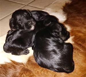 Black and Silver Miniature Schnauzers For Sale