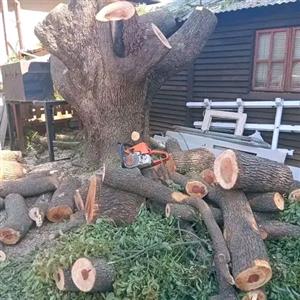 Tree felling and rubble removal 