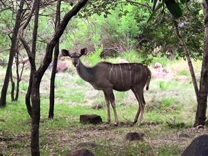 House For sale in a 1% share block game farm