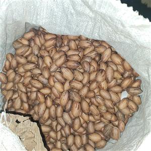 FRESH ORGANIC PECAN NUTS FOR SALE 