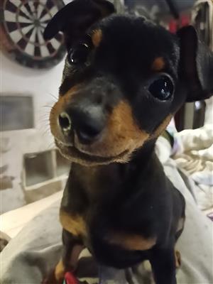 MINATURE DOBERMAN PINCHER PUPPIES 