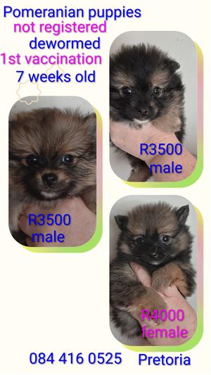 Pomeranian puppies black and tan