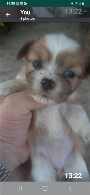 Exotic yorkie puppy for sale (Male) 10 weeks old both parents sacbr registered .
