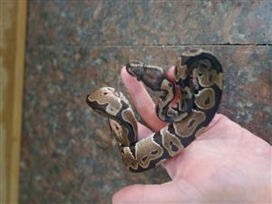 Ball python