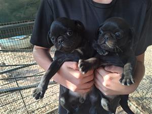 Pug pugs puppies black
