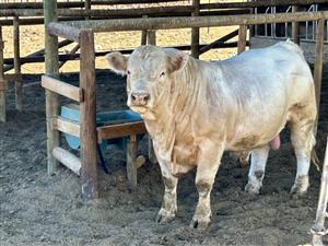 Farm For Sale in Ladismith Rural