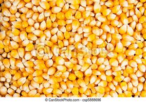 We buy dried white and yellow Maize 