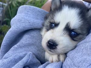 Purebred Siberian Husky Puppies