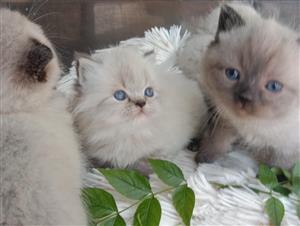 Stunning Seal point and lynx point kittens