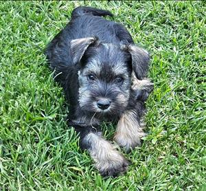 Miniature Schnauzers 