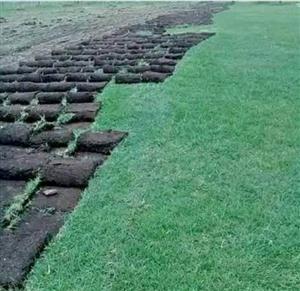 LM and kikuyu lawn at good prices